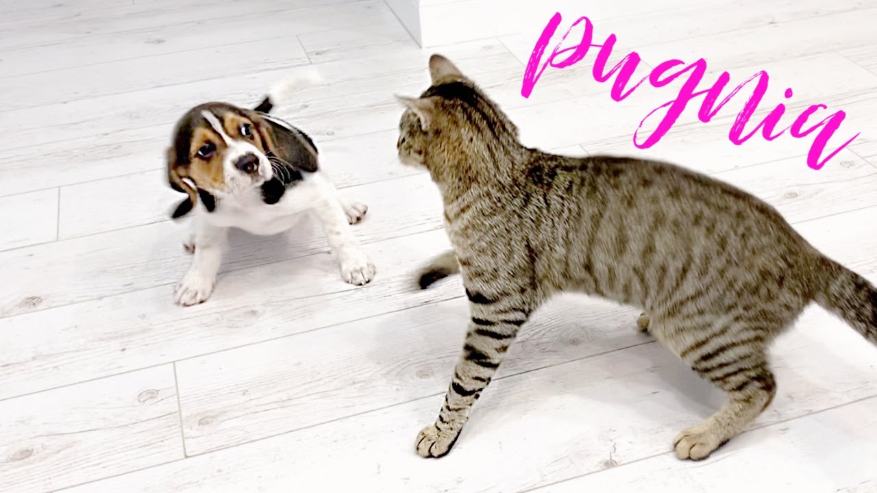 Beagle and Cat Playing / Beagle Cute Moments / Pugnia Pets
