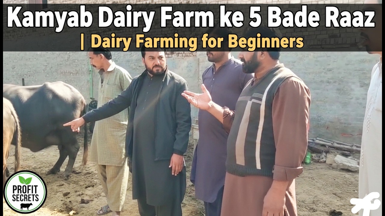 Kamyab Dairy Farm ke 5 Bade Raaz | Dairy Farming for Beginners by Hafiz Gujjar ❤️