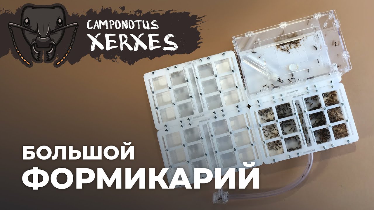 РАСШИРЕНИЕ ЖИЛОГО ПРОСТРАНСТВА ПУСТЫННЫМ ГИГАНТАМ | Camponotus xerxes