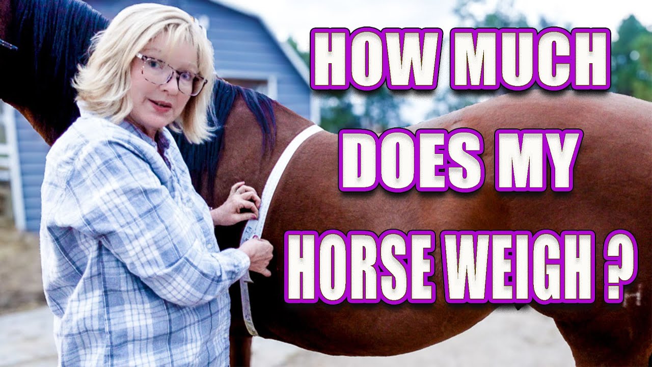 How to Weigh a Horse - So Easy!
