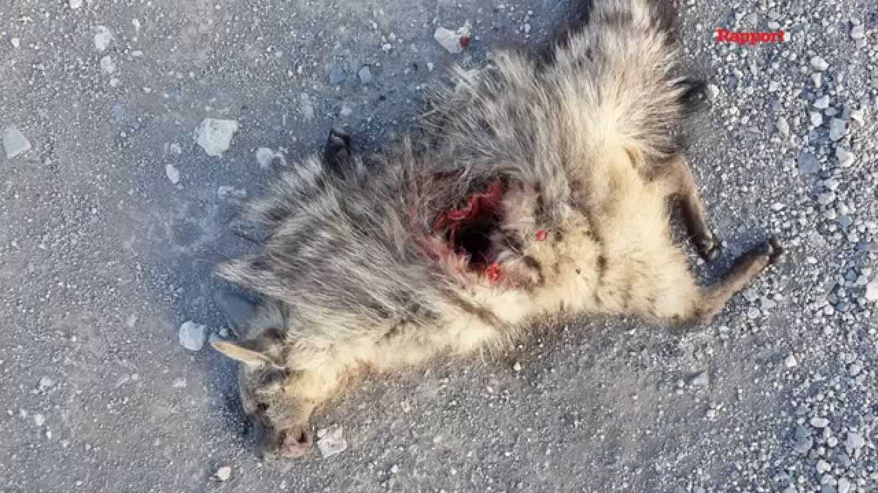 Stellenbosch se eie klein Mr Bones: Hy 'rehabiliteer' roadkill