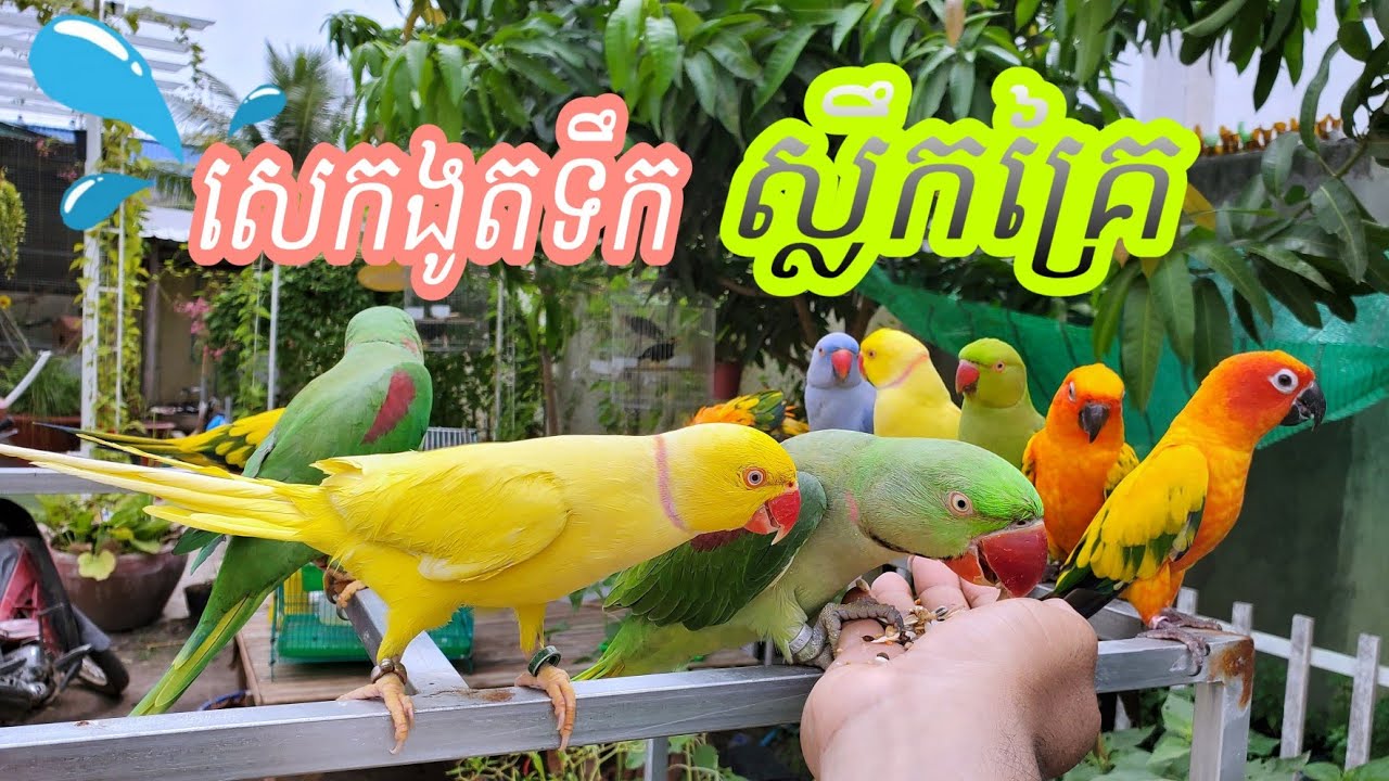Parrot family Shower ងូតទឹកអោយសេក #BoreyParrot