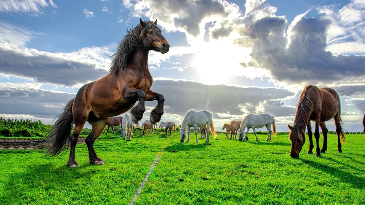 Incredible Wildlife Moment: Hundreds of Wild Horses and Foals Grazing Freely  #horse