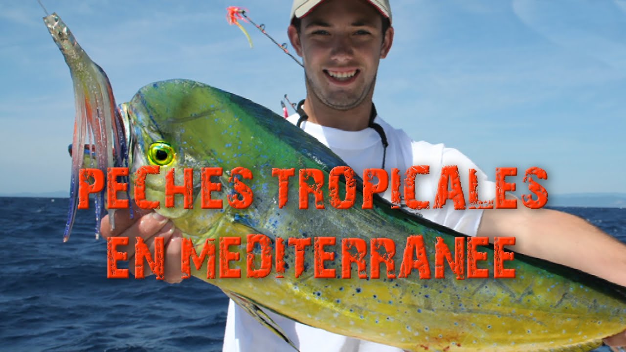 PÊCHES TROPICALES EN MÉDITERRANÉE