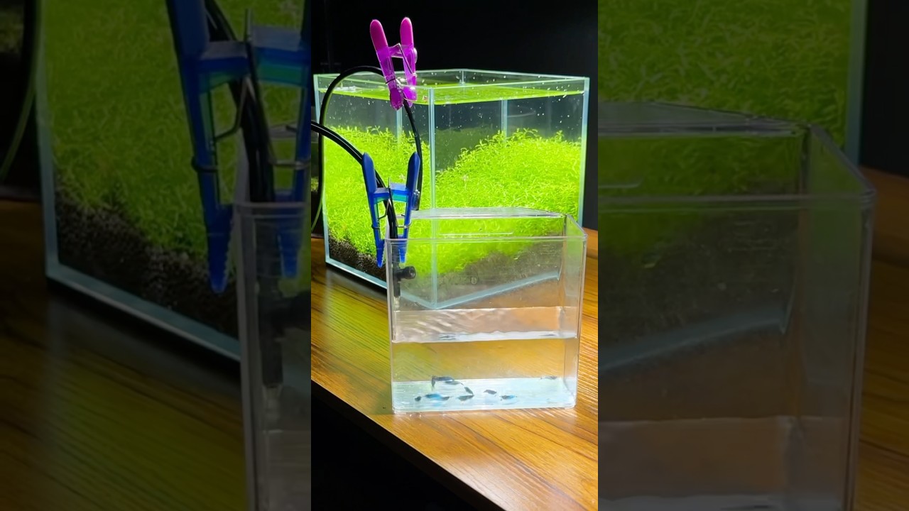 How to drip acclimate shrimp in your aquarium