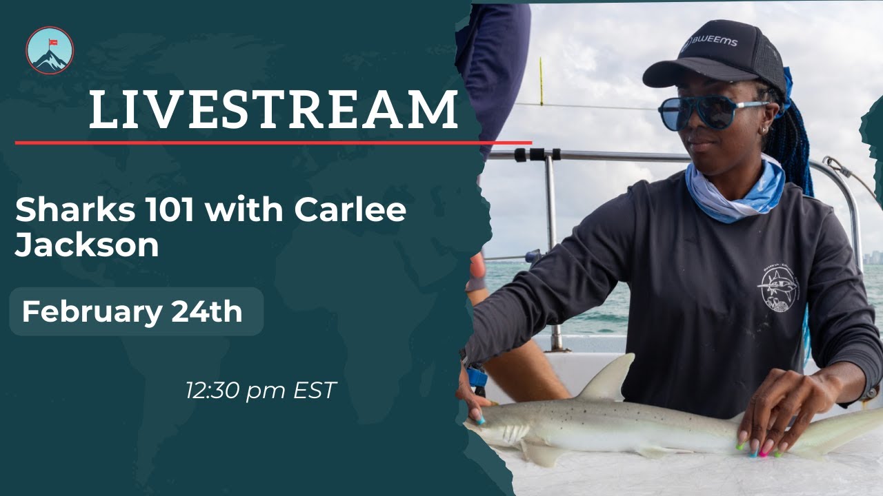 Sharks 101 with Carlee Jackson