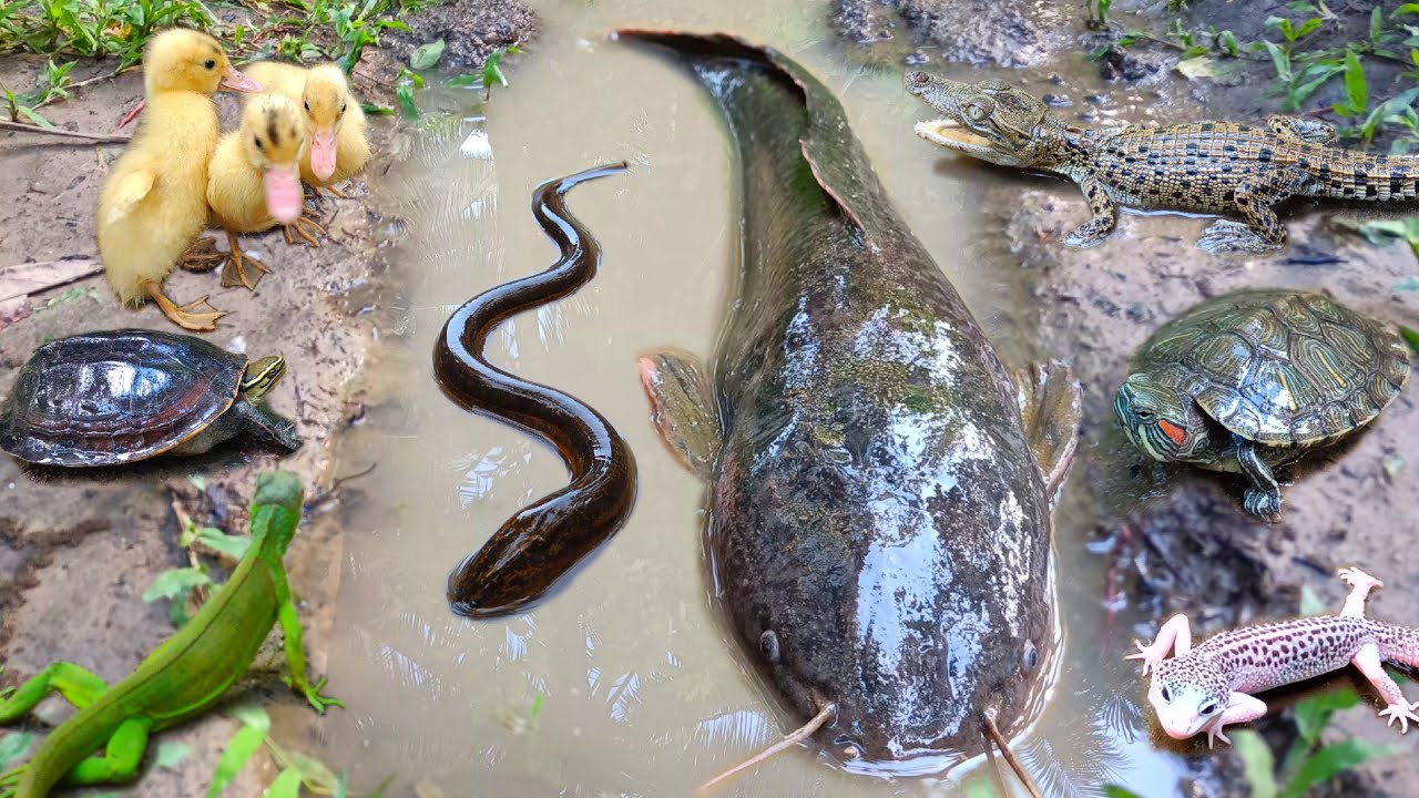 Tangkap ikan lele besar dalam lubang ada banyak hewan seram seperti buaya,ular,ikan hias,kura kura