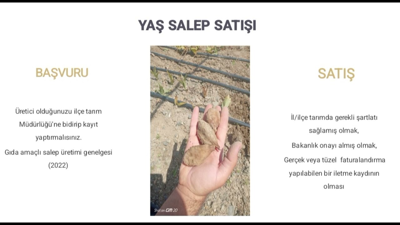 Salep kazancı nedir? Ne kadar para kazandırır? #salepyetiştiriciliği #salep #para #organik #doğa 