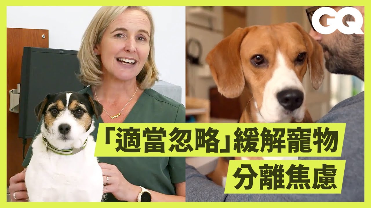 貓狗「分離焦慮症」怎麼辦？獸醫師教你這幾招：盡量讓寵物對「主人離家」有正面印象 How to Prevent Separation Anxiety｜科普長知識｜GQ Taiwan