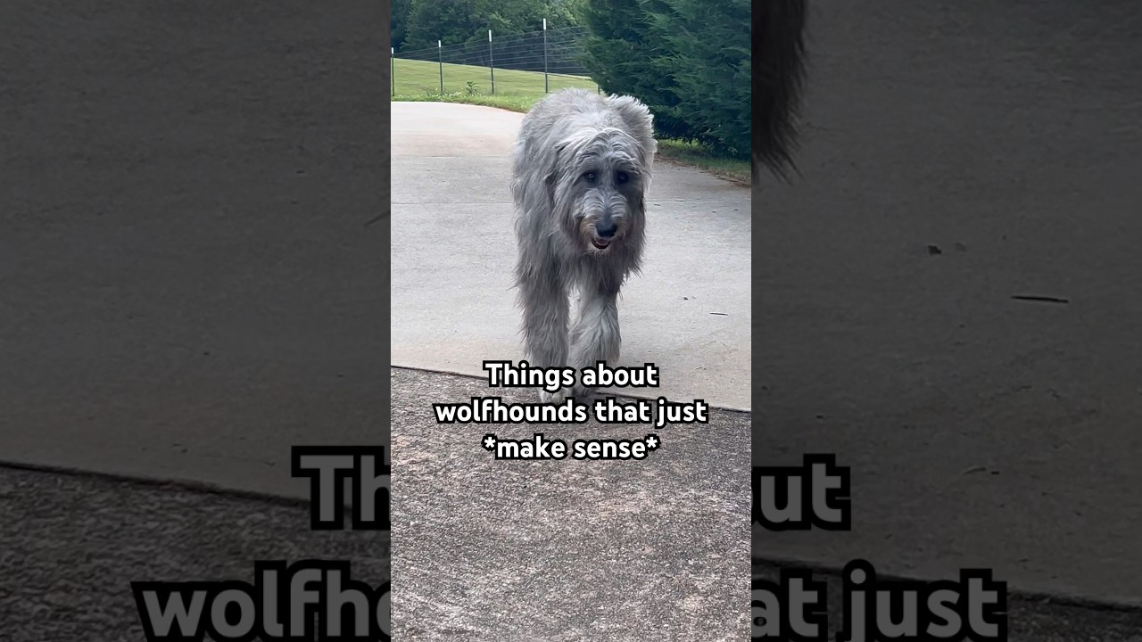Things about wolfhounds that JUST MAKE SENSE 😅 #irishwolfhound