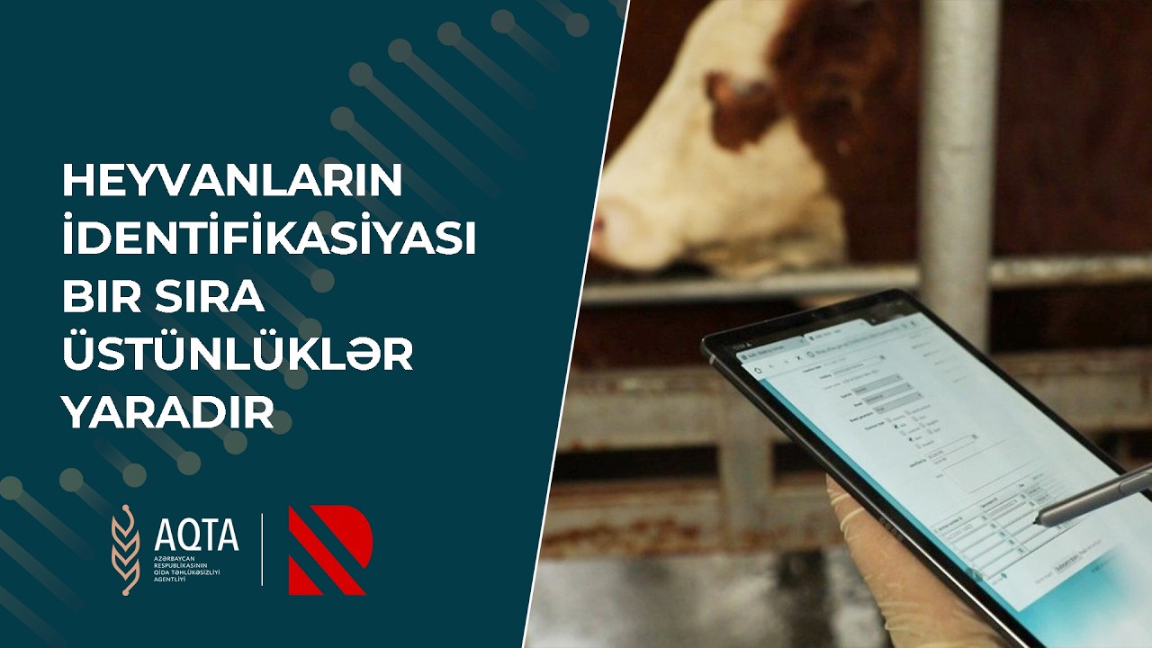 Heyvanların identifikasiyası bir sıra üstünlüklər yaradır - Real TV
