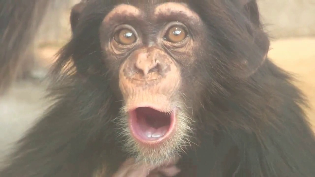 チンパンジー 双子の赤ちゃん 66 Chimpanzee twin baby