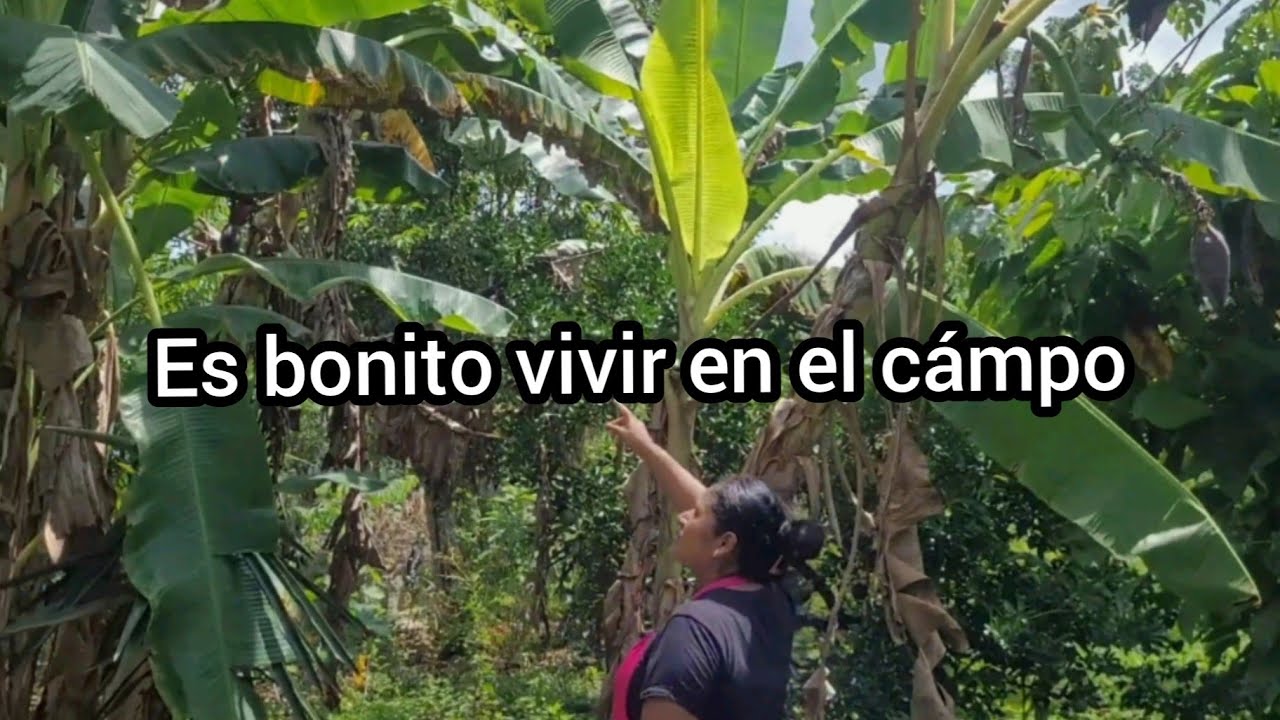 🍋Vivir en el campo es lo más maravilloso se Disfruta la naturaleza🫒 martha y su familia