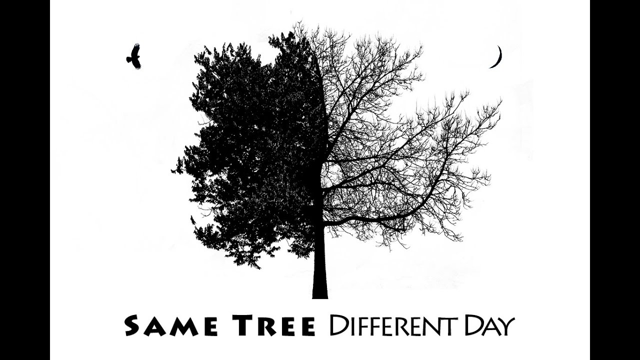 Mike Pach - Same Tree, Different Day