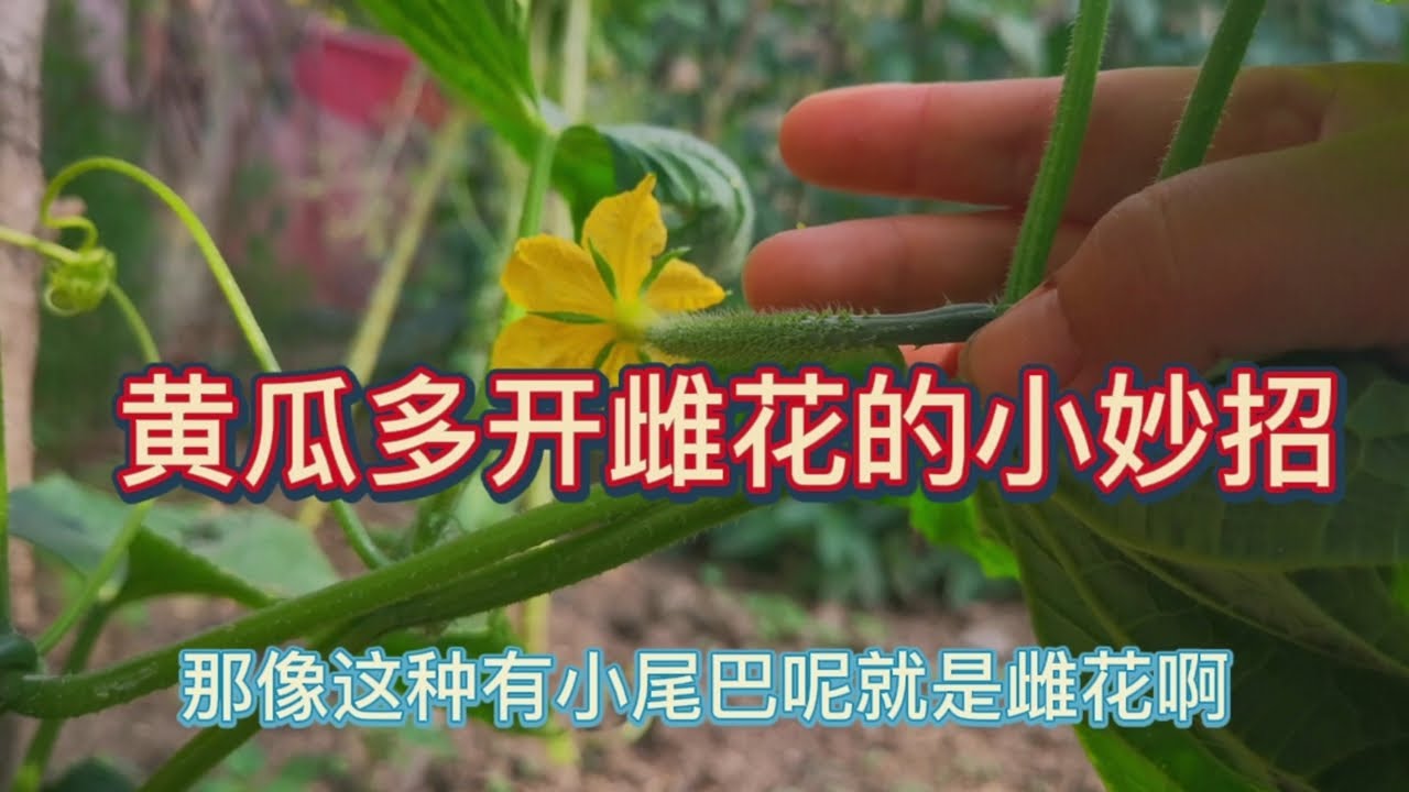 種植黃瓜，讓黃瓜多開雌花的小妙招，後期黃瓜結的多產量高掛滿枝頭