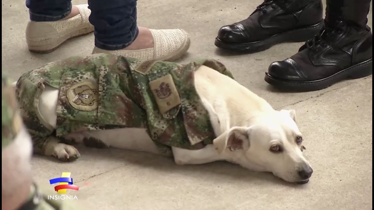 Curioso caso de perro que viste de camuflado en Brigada de Selva 27
