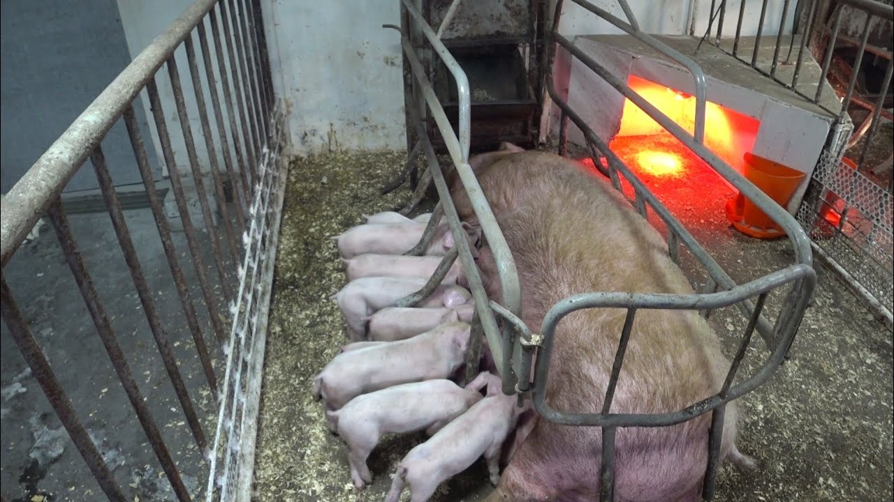❌СВИНОМАТКА ОТКАЗЫВАЕТСЯ ОТ ЕДЫ В ЧЕМ ПРИЧИНА ❌