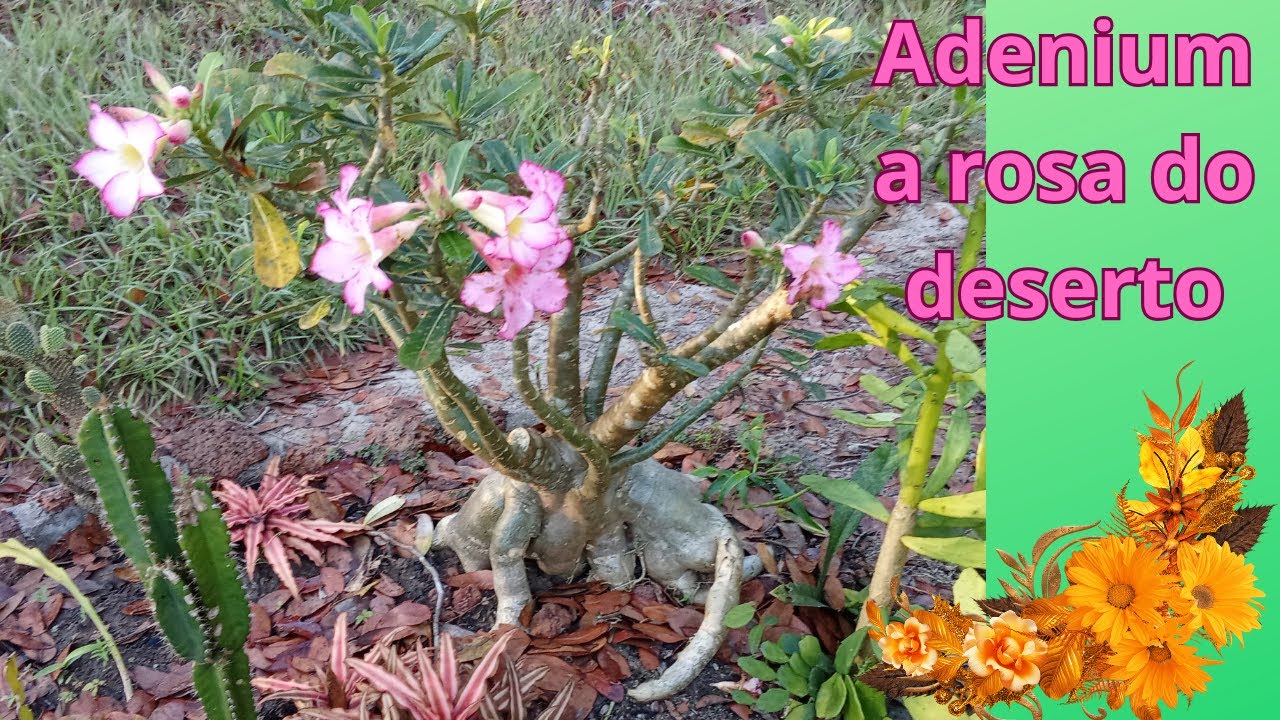 ADENIUM a rosa do deserto - cuidados e reprodução