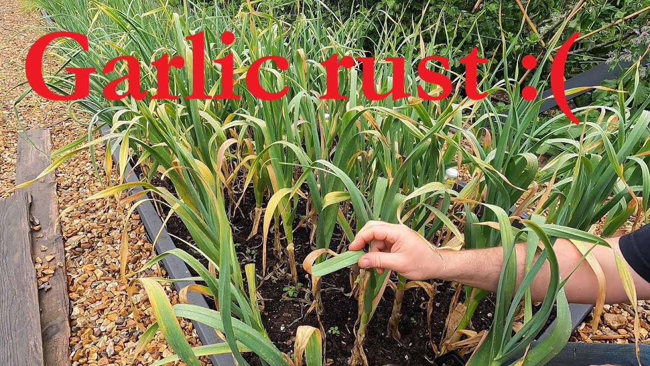 Garlic rust | When to harvest garlic