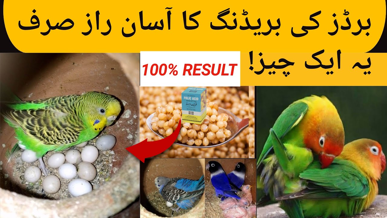 Best natural breeding for all birds| Budgies cocktail lovebirds breeding formula
