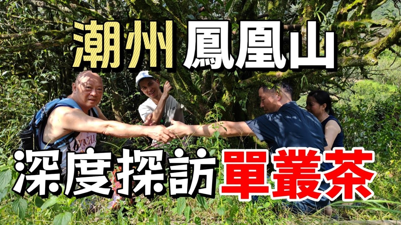警告！千萬別輕易去鳳凰山！單叢茶+ 潮州美食，會讓你徹底淪陷！