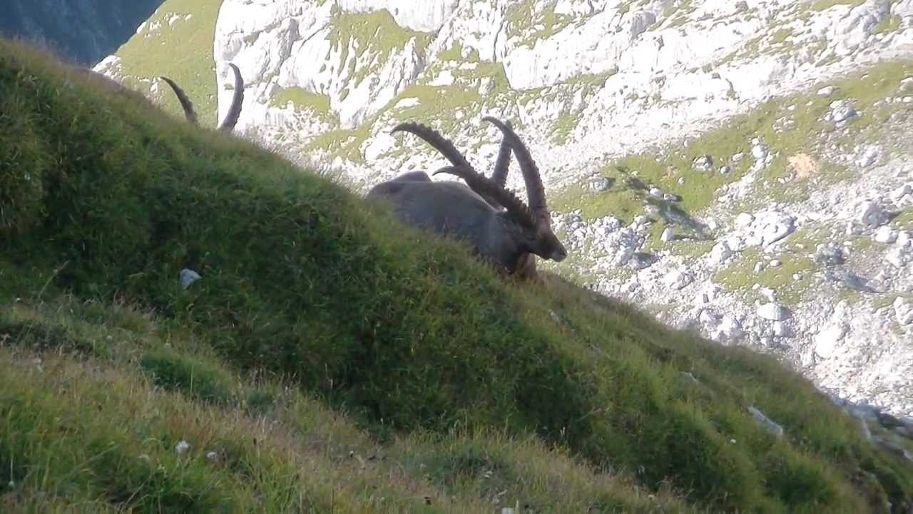 Kozorogi-Capra Ibex