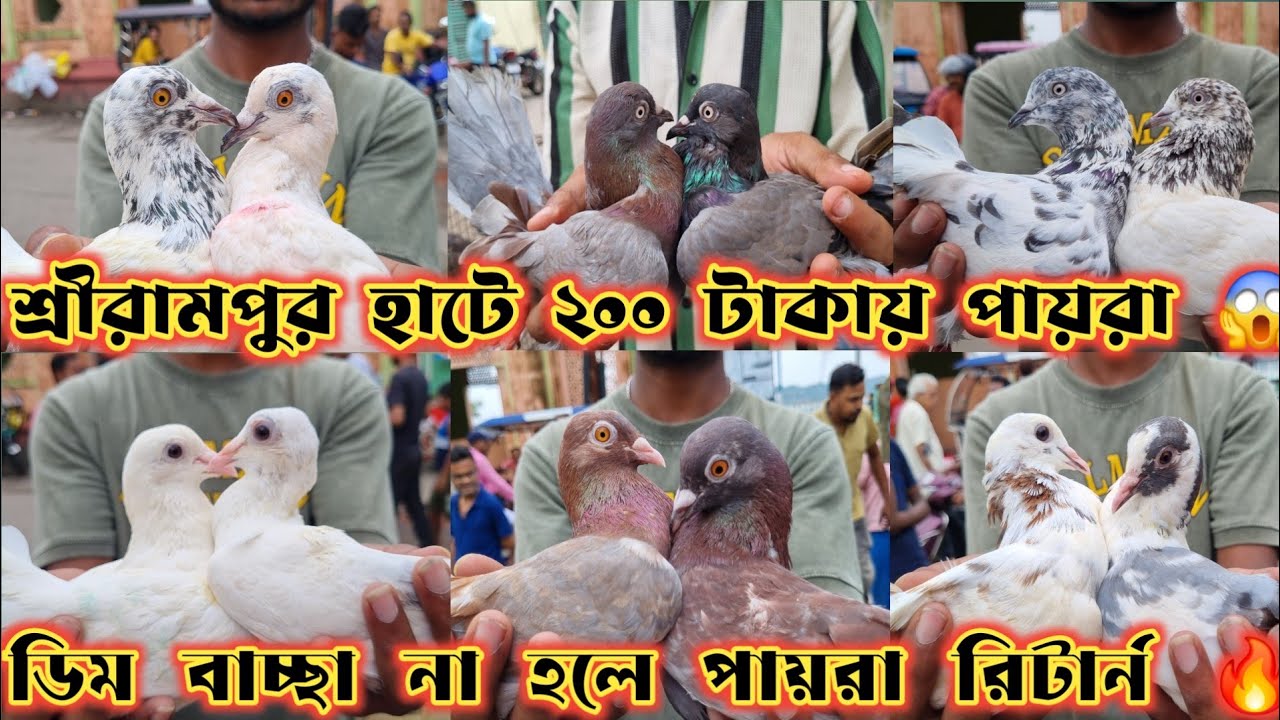২০০ টাকায় মাদ্রাস পায়রা Serampore হাটে 😱 SERAMPORE PETS MARKET LOCATION 🥰