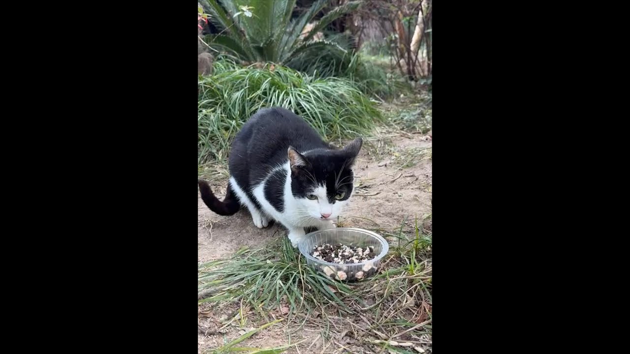 Come with me to feed stray cats #貓#cat#Kedi#野良猫#ねこ#StrayCats#길고양이 #kittens#流浪猫 #gatto