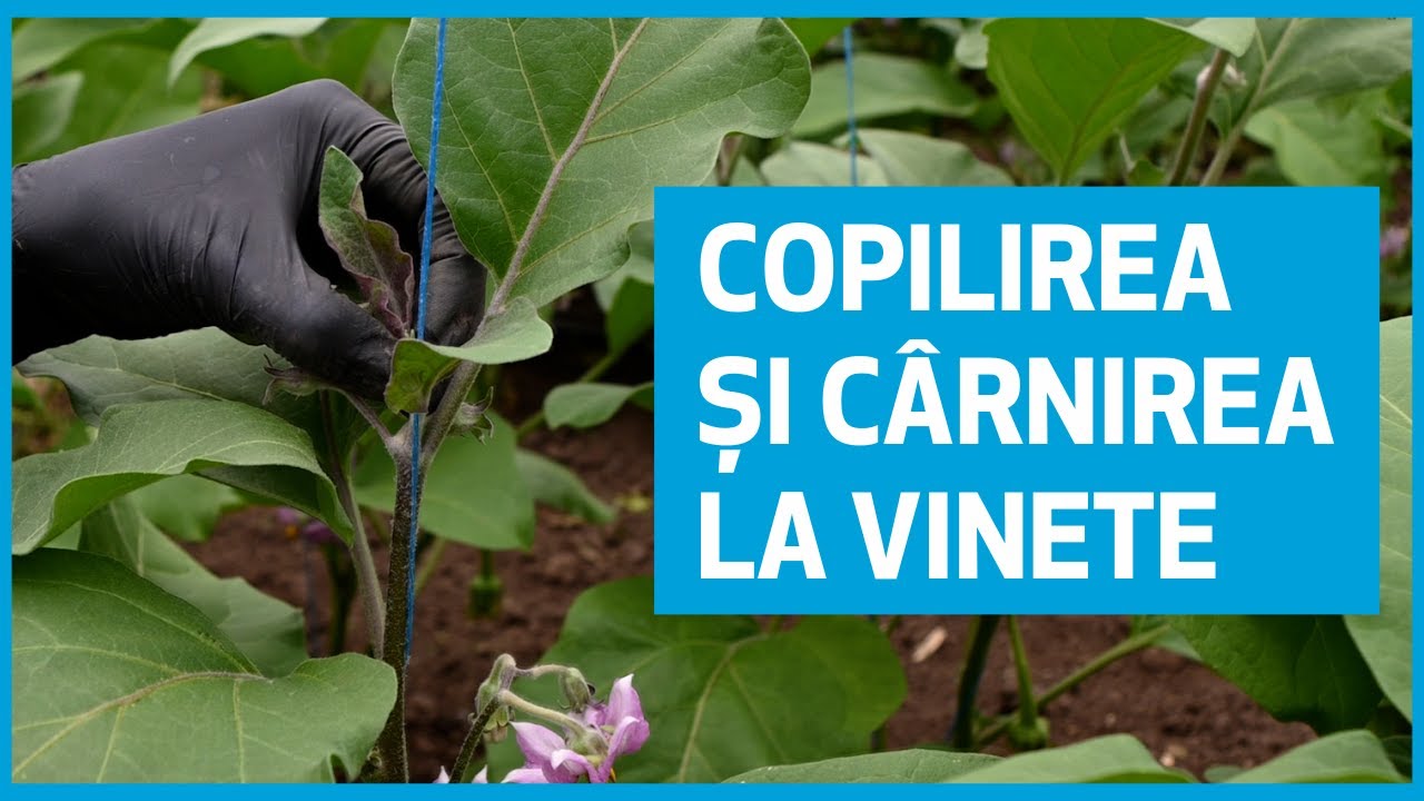 Copilirea și cârnirea la cultura de vinete - Ferma Marcoser