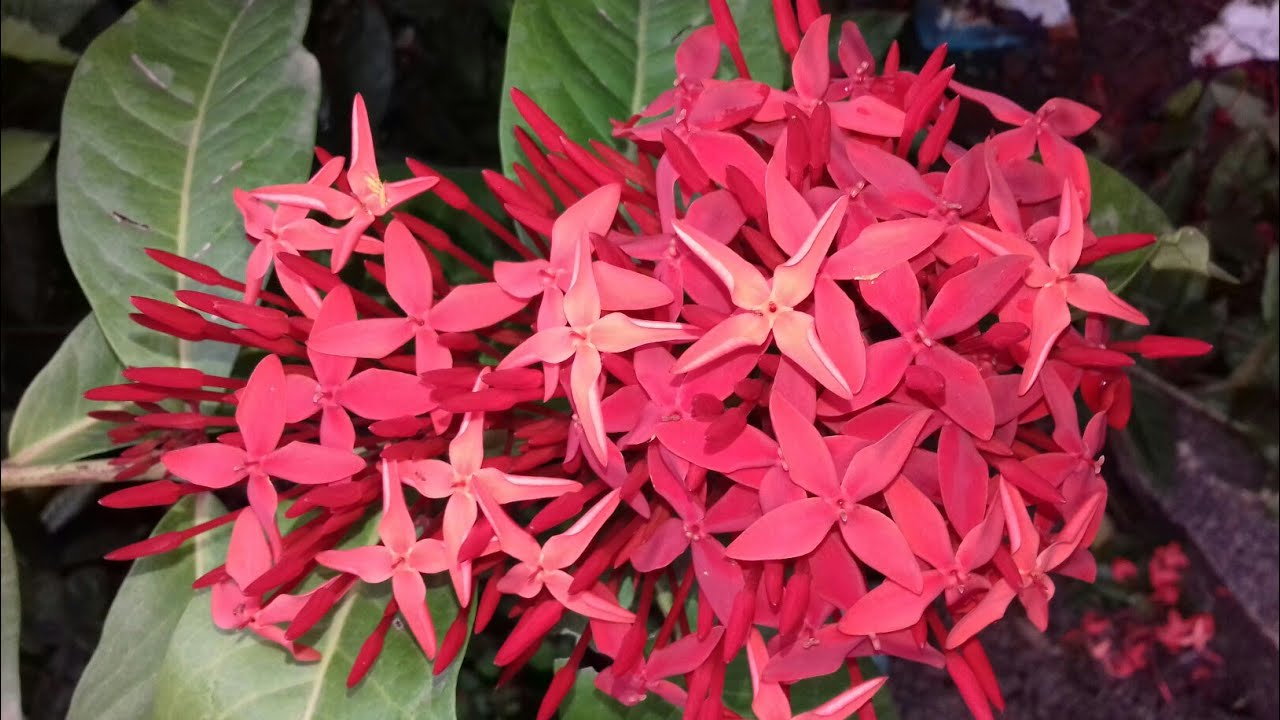 ചെത്തി - തൈ പിടിപ്പിക്കൽ Ixora propagation