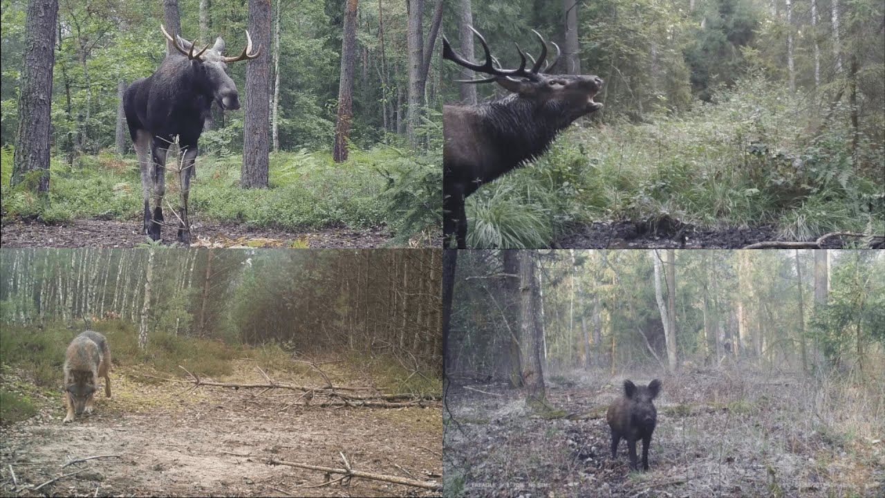 Fotopułapki najlepsze ujęcia z całego roku - Camera Trap Best Of 2019