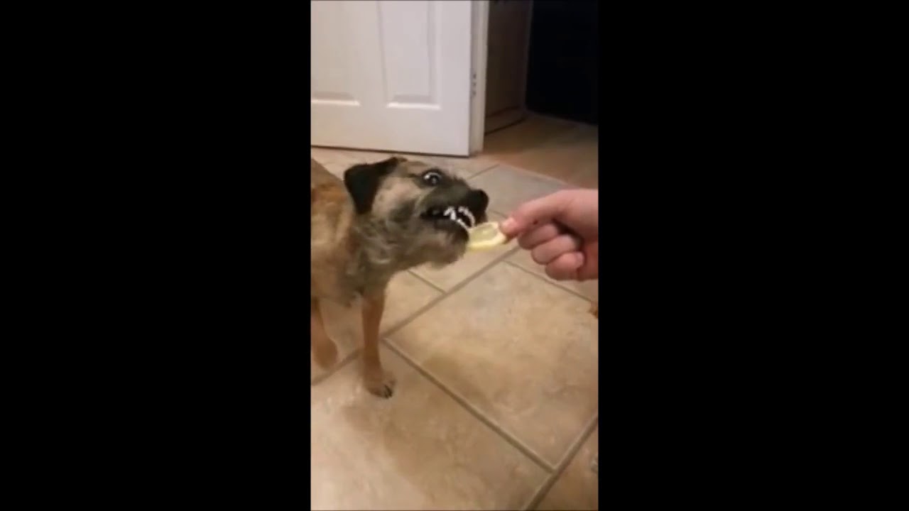 10 Funniest Border Terrier Videos | Funny Animals