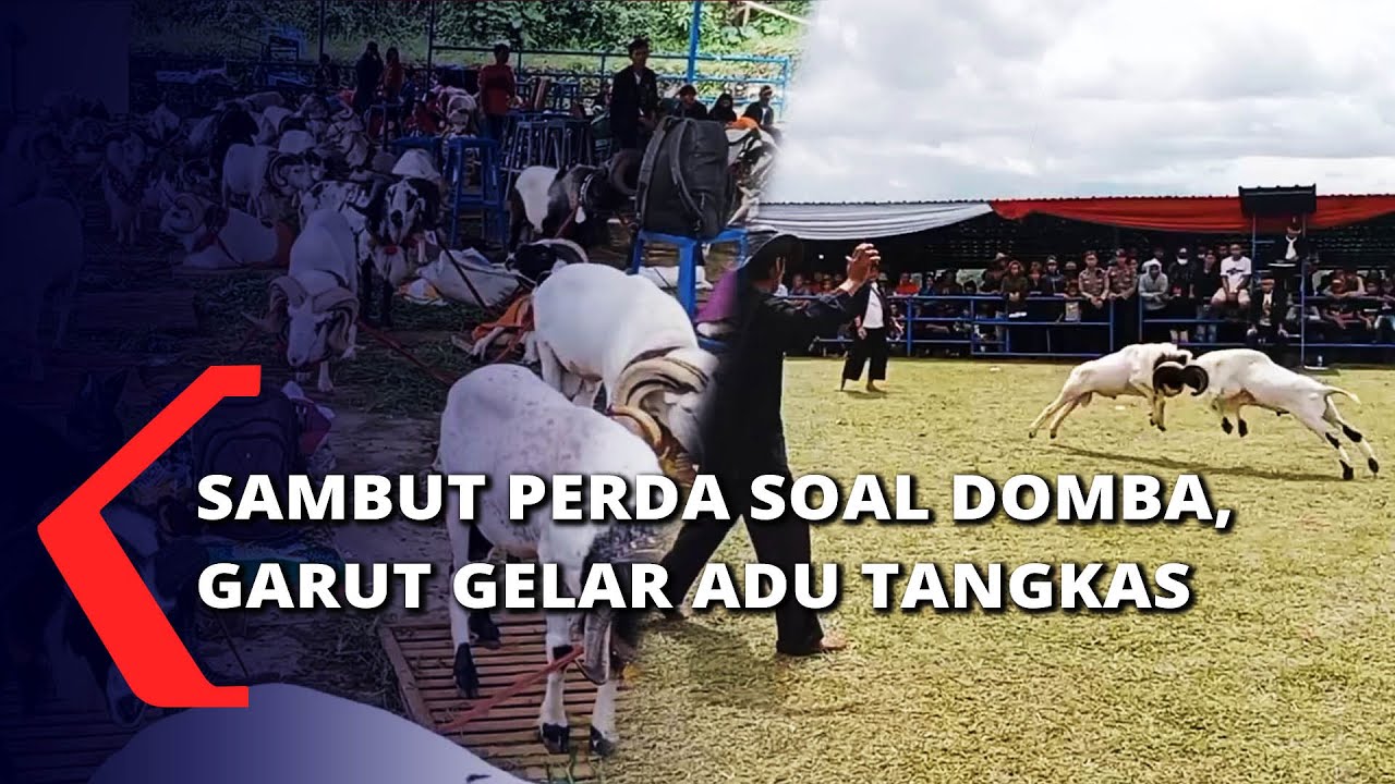 FESTIVAL ADU DOMBA GARUT UPAYA LESTARIKAN BUDAYA