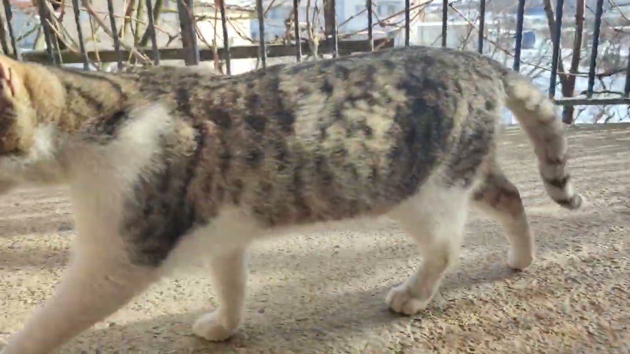 My cats 