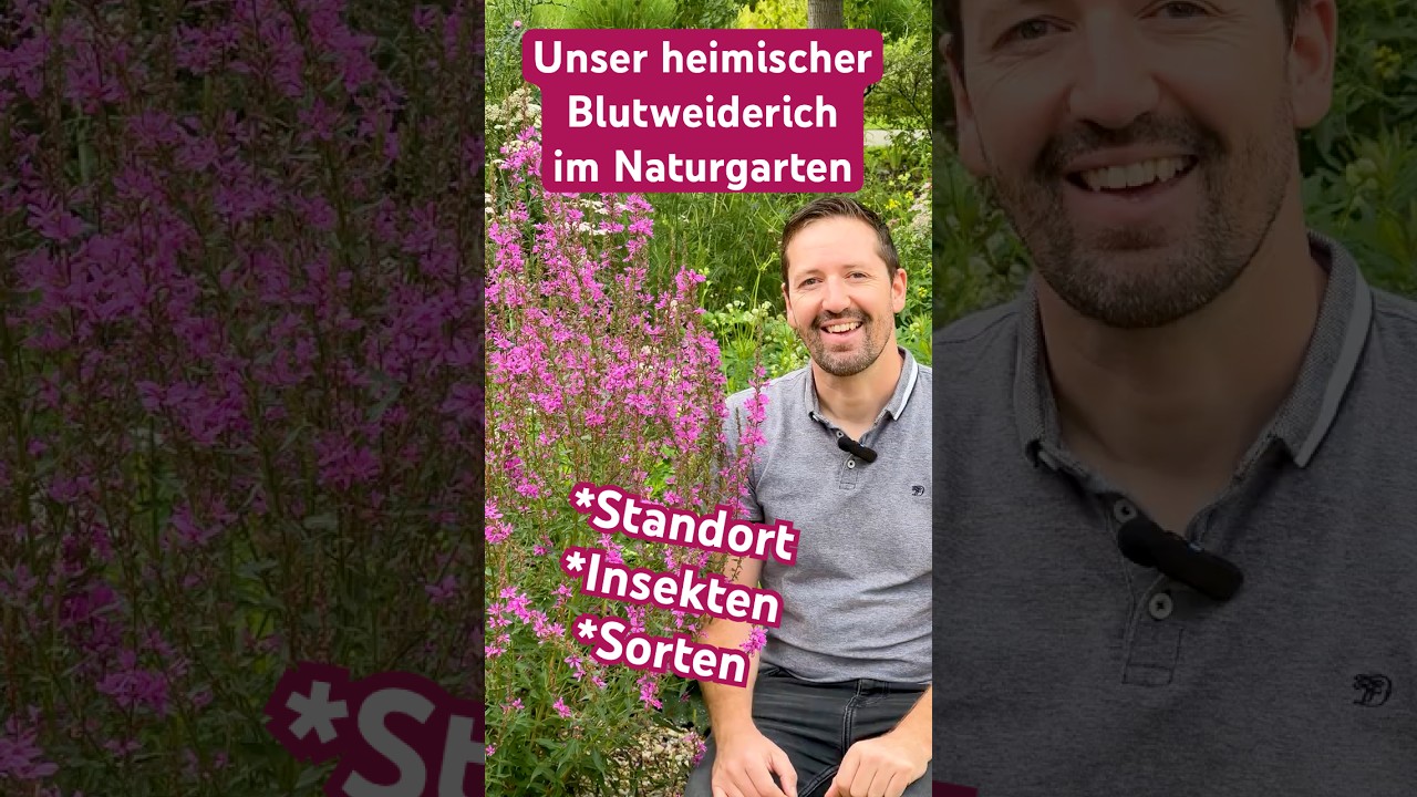 Der Blutweiderich im Naturgarten n&auml;her betrachtet: Standort, Insekten, Sorten bei Lythrum salicaria