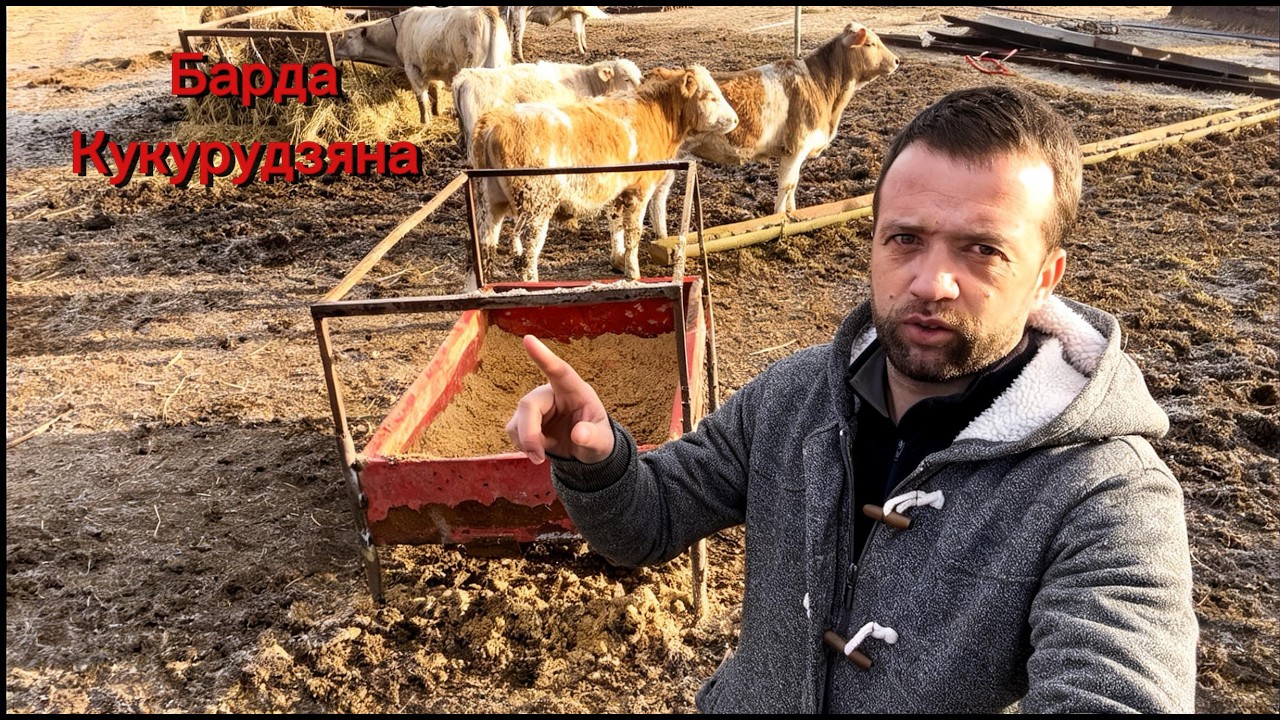 Барда! Корм для бичків! Все про барду. Скільки даю барди за один раз