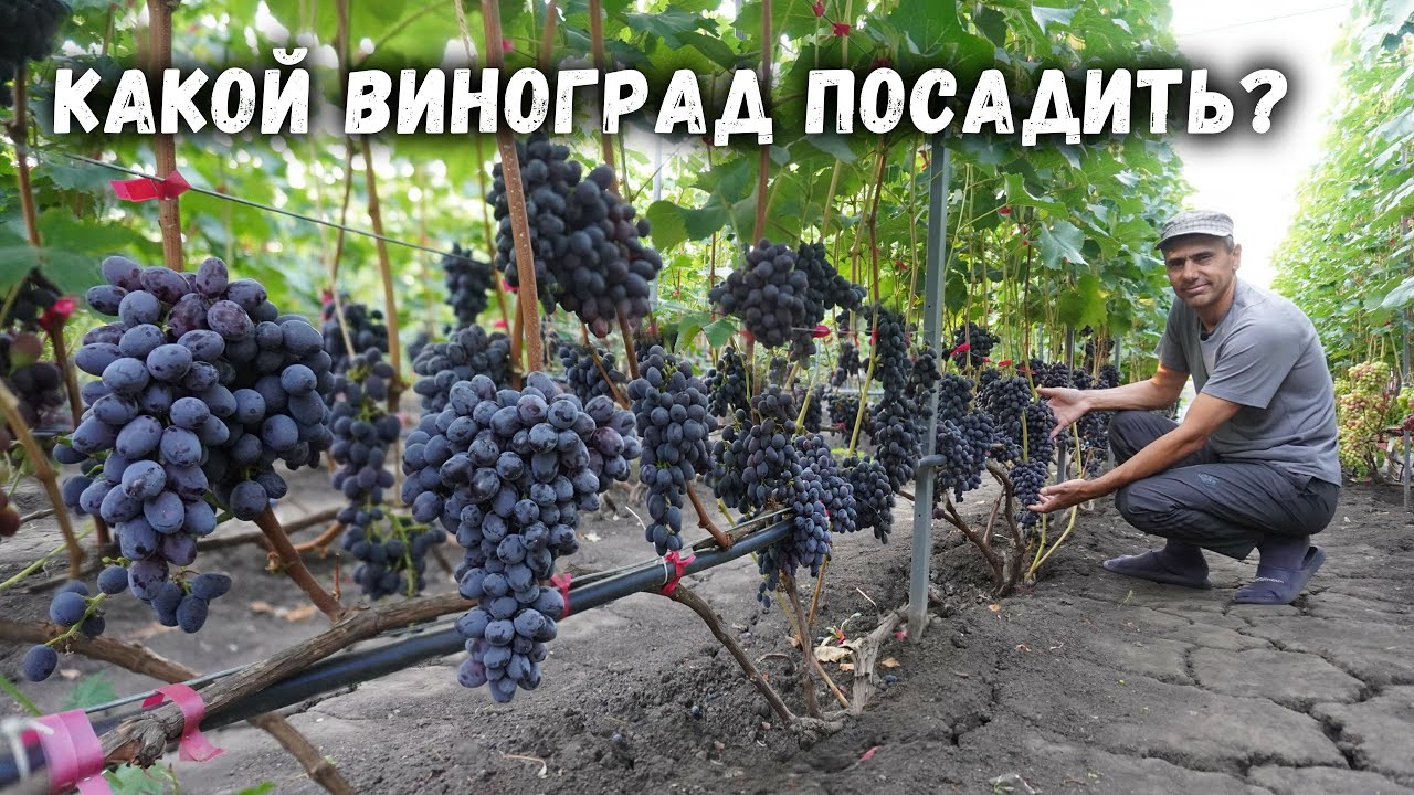 Какой виноград посадить?