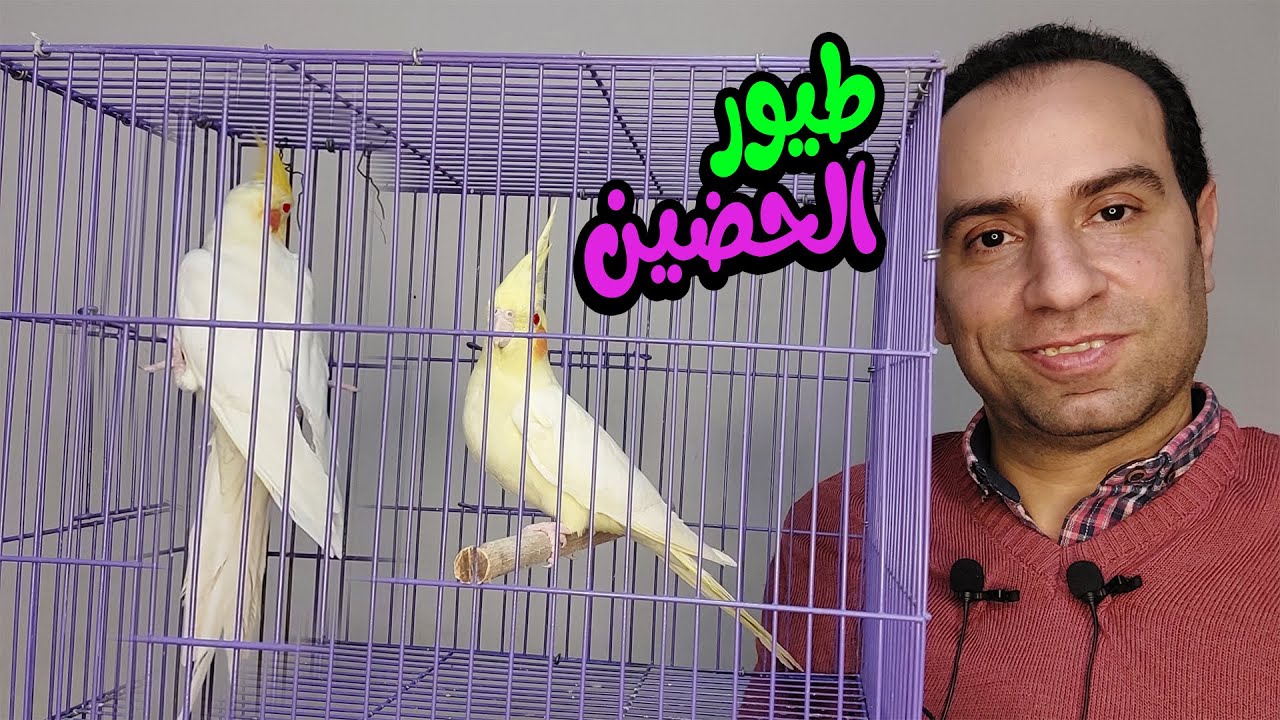 طريقة تحضين البيض لزيادة الانتاج والربح السريع