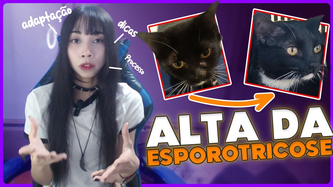 COMO MEU GATO SE CUROU DA ESPOROTRICOSE EM POUCOS MESES *Dicas (pt2)