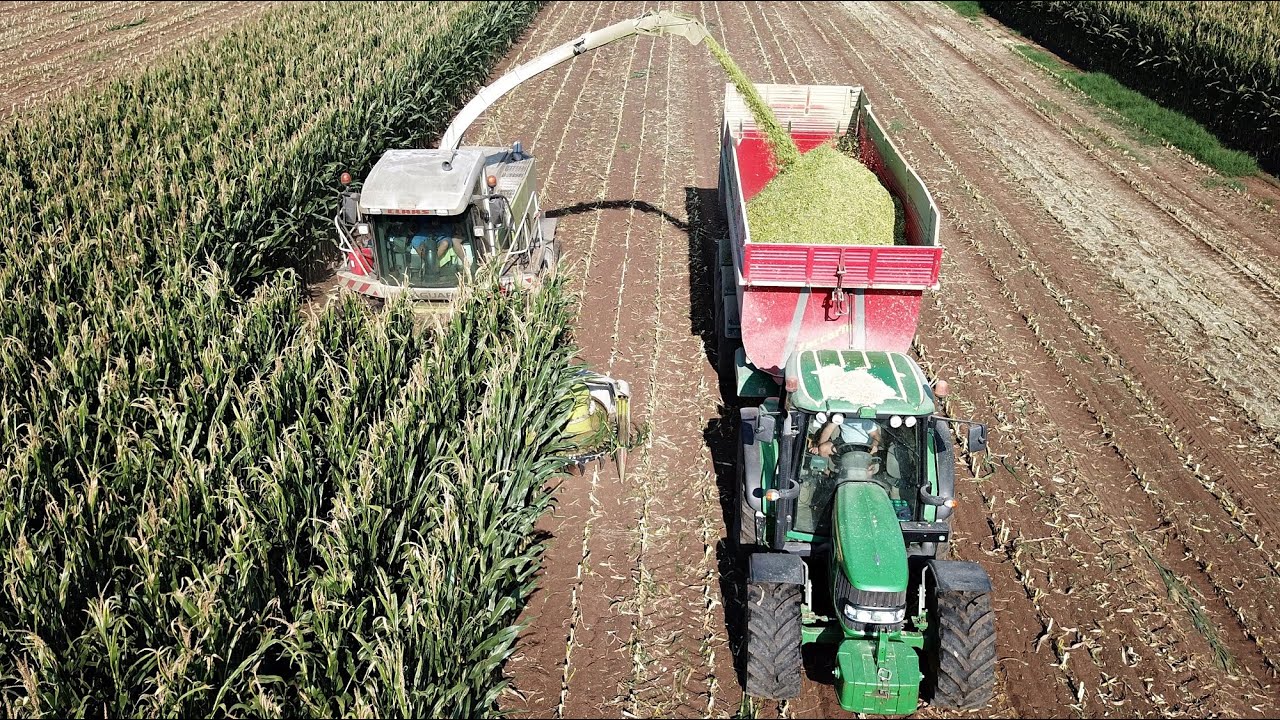 Claas Jaguar 900 | Trinciato mais 2020