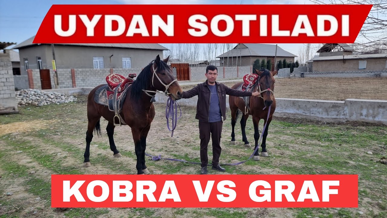 Uydan 2-Ta Ot Sotildi Graf - Kobra Uloqchi Otlar Sariosiyodan Surxondaryo Viloyati #horse 