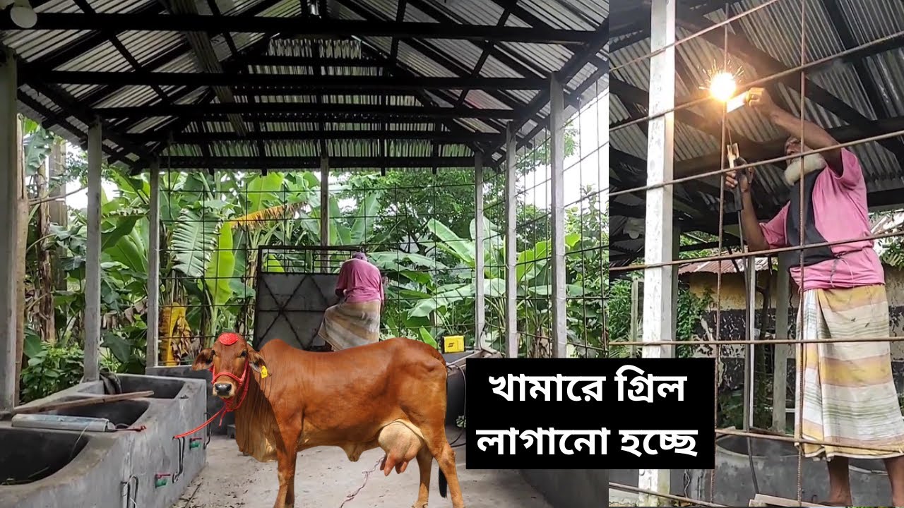 খামারে গ্রিল লাগানো হচ্ছে । Cow Farm #agriculture #farming #গরুরখামার