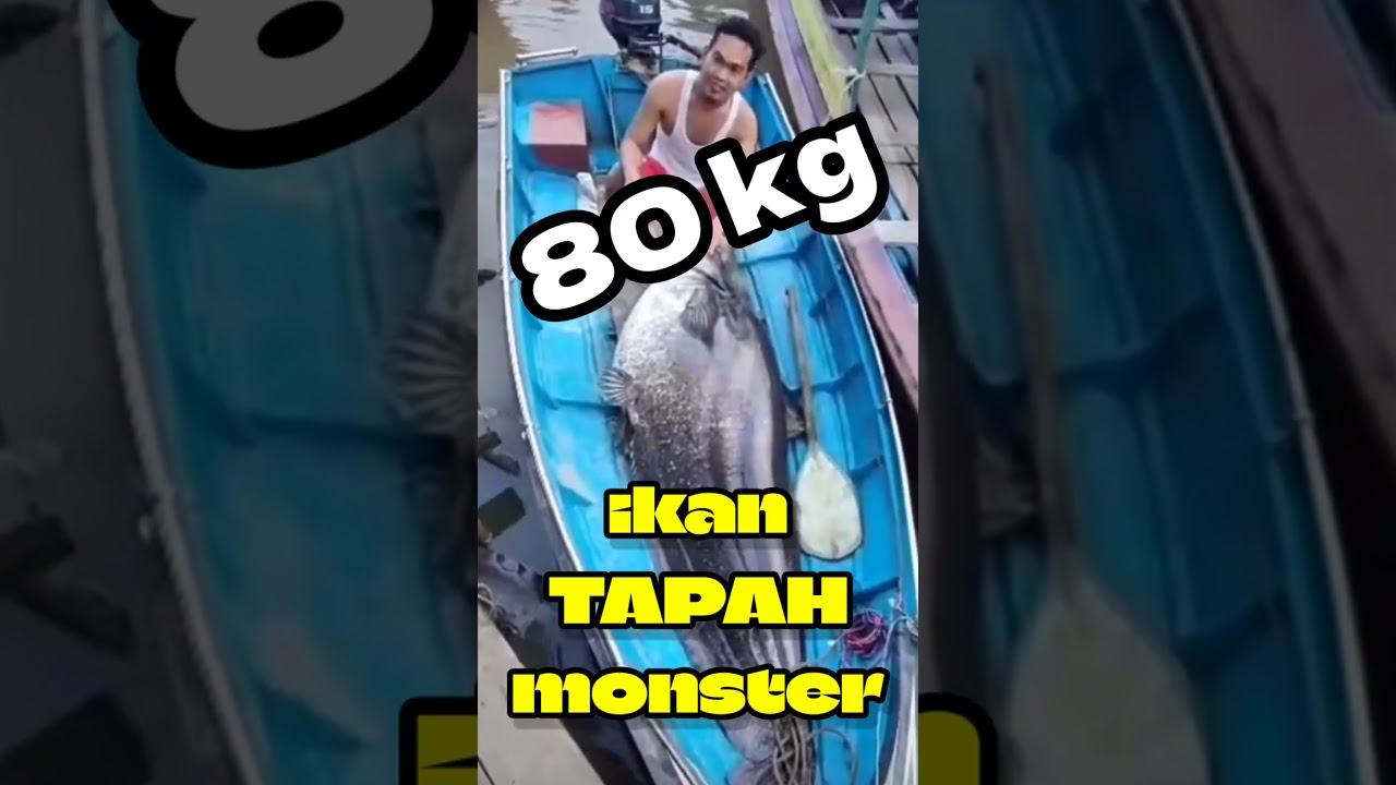 VIRAL..‼️ IKAN TAPAH MONSTER HASIL PANCINGAN ✅