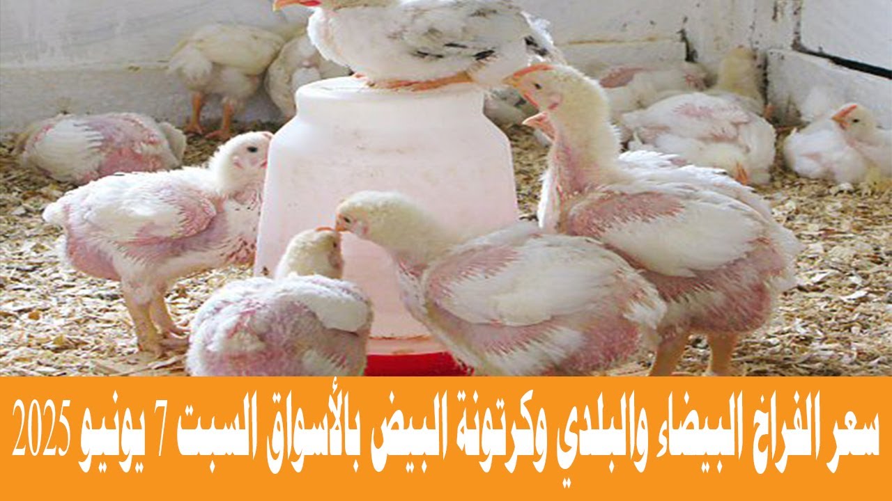 سعر الفراخ البيضاء والبلدي وكرتونة البيض بالأسواق السبت 7 يونيو 2025