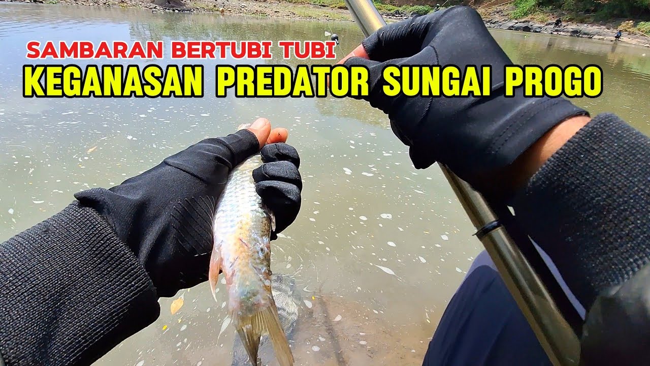 GANAS ‼️ MANCING NILEM BERKALI KALI DI SAMBAR PREDATOR SUNGAI PROGO ‼️