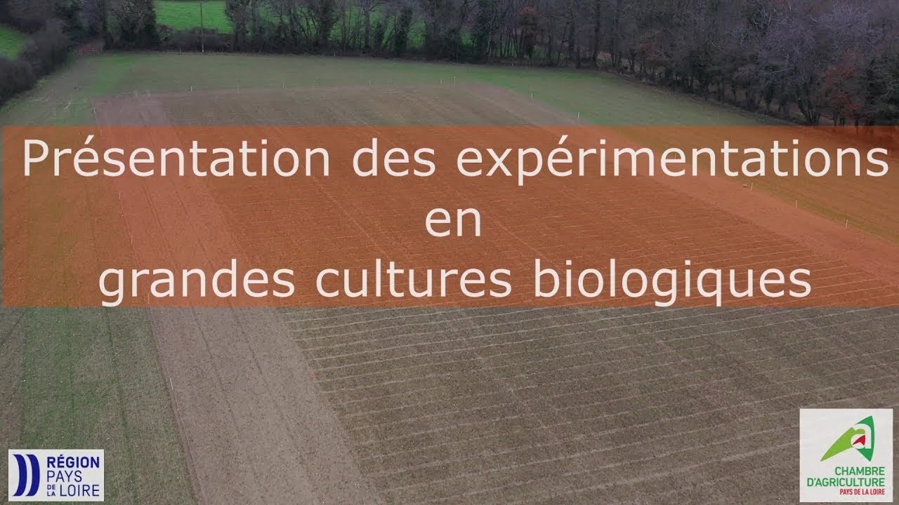 Impact des itinéraires techniques sur les adventices en grandes cultures bio