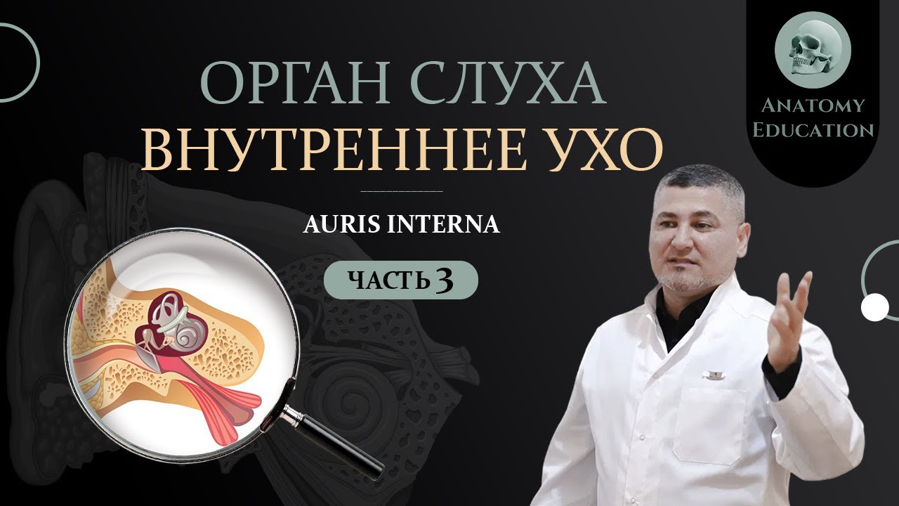 Орган слуха. ВНУТРЕННЕЕ УХО / AURIS INTERNA