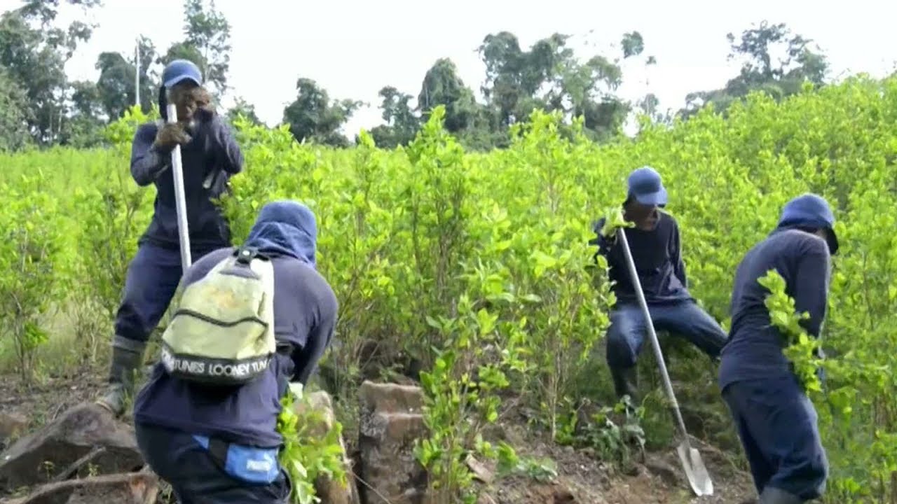 UN reports Colombian coca cultivation at all-time high