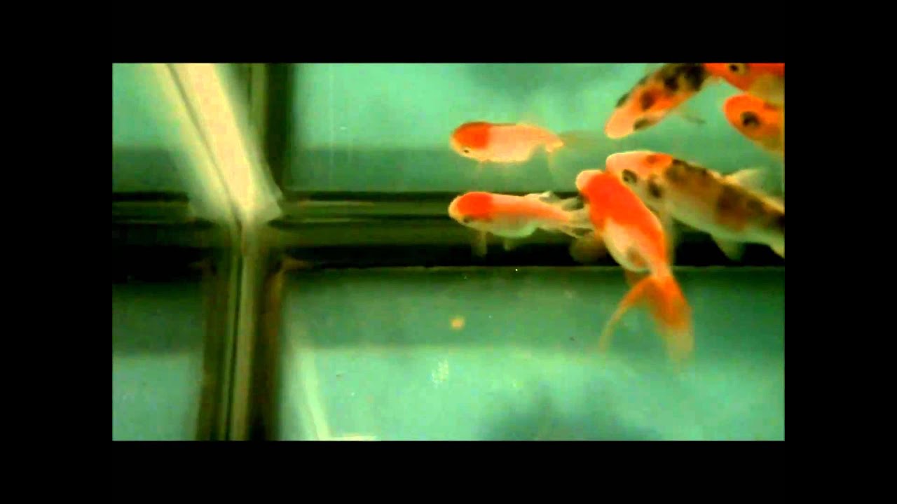 50 gallon tank - Koi and fancy goldfish setup