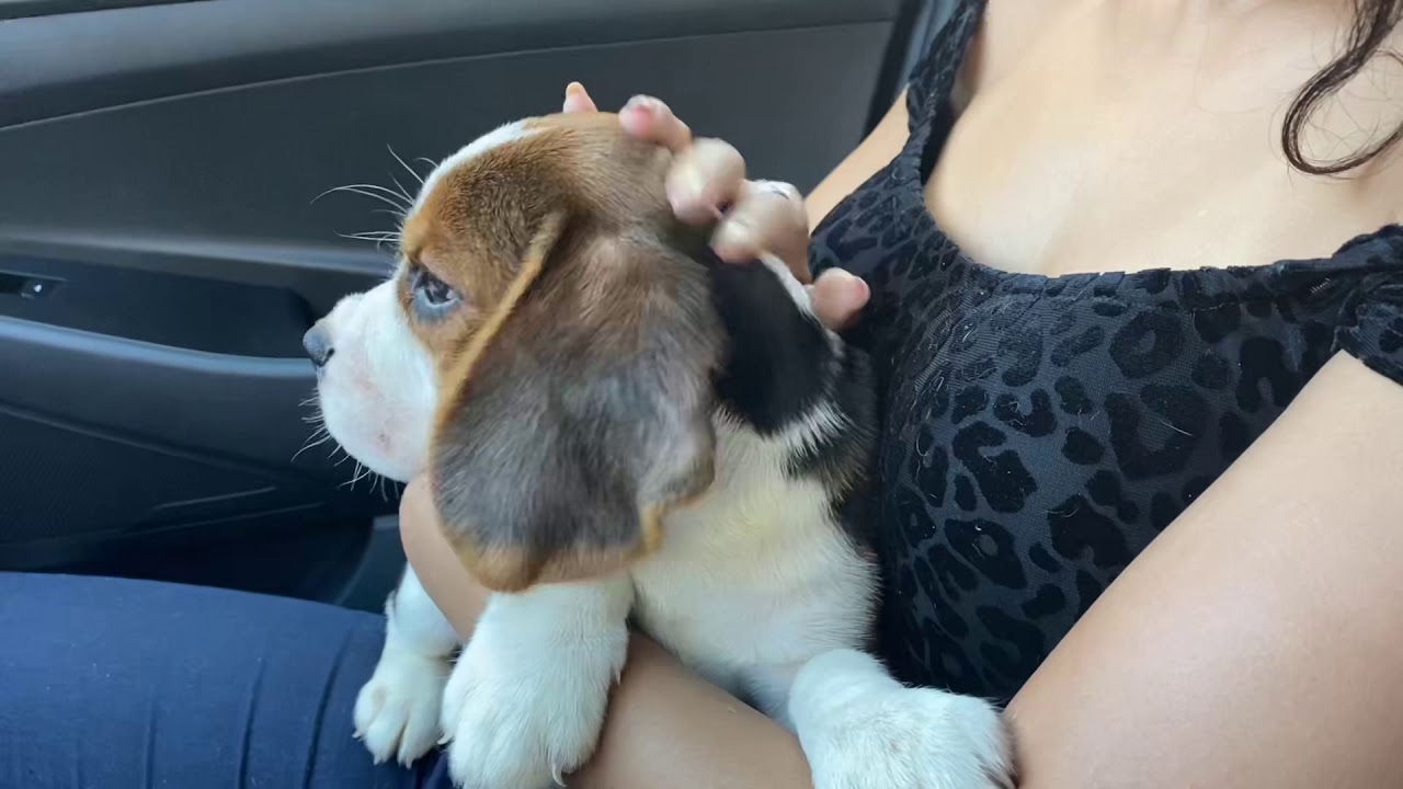 BEAGLE PUPPY 7 weeks old first time in a car.. (see the reaction)